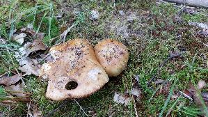 Stinktaeubling_Russula-foetens_20250812_101410.jpg
