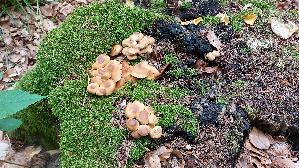 Stockschwaemmchen_Kuehneromyces-mutabilis_20250821_101916.jpg