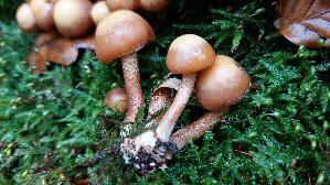 Stockschwaemmchen_Kuehneromyces-mutabilis_20251028_124253.jpg