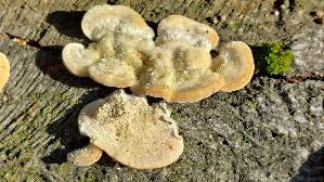 Striegelige-Tramete_Trametes-hirsuta_20251121_130622.jpg