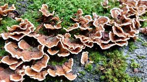 Striegeliger-Schichtpilz_Stereum-hirsutum_20250929_123506.jpg