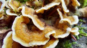 Striegeliger-Schichtpilz_Stereum-hirsutum_20250929_123525.jpg