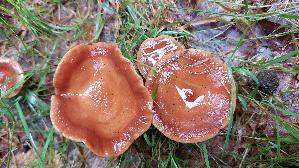 Suesslicher-Buchenmilchling_Lactarius-subdulcis_20250803_140621.jpg