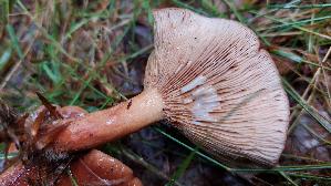 Suesslicher-Buchenmilchling_Lactarius-subdulcis_20250803_140638.jpg