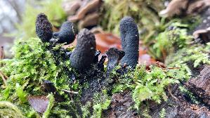 Vielgestaltige-Holzkeule_Xylaria-polymorpha_20241218_113630.jpg