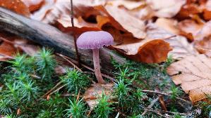Violetter-Lacktrichterling_Laccaria-amethystina_20251109_105028.jpg