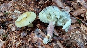 Violettstieliger-Pfirsich---Taeubling_Russula-violeipes_20250726_140228.jpg