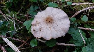 Voreilender-Ackerling_Agrocybe-praecox_20250331_160448.jpg