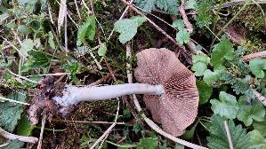 Voreilender-Ackerling_Agrocybe-praecox_20250331_160537.jpg