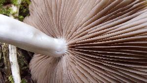 Voreilender-Ackerling_Agrocybe-praecox_20250331_160553.jpg