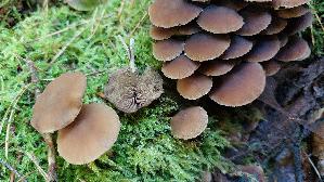 Waes--sriger-Muerbling_Psathyrella-piluliformis_20250920_111746.jpg