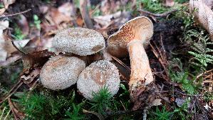 Wechselblau--er-Edelreizker_Lactarius-quieticolor_20250923_150714.jpg