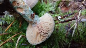 Wechselblau--er-Edelreizker_Lactarius-quieticolor_20251006_152506.jpg
