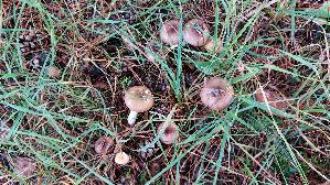 Wechselfarbiger-Speitaeubling_Russula-fragilis_20251023_120619.jpg