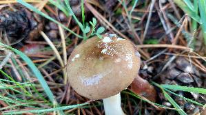Wechselfarbiger-Speitaeubling_Russula-fragilis_20251023_120632.jpg