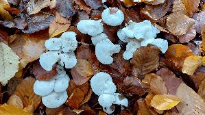 Weisser-Bueschelrasling_Leucocybe-connata_20251030_135259.jpg