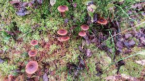 Weissgenatterter-Was--serkopf_Cortinarius-albovariegatus_20250927_122940.jpg