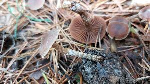 Weissgenatterter-Was--serkopf_Cortinarius-albovariegatus_20251008_120528.jpg