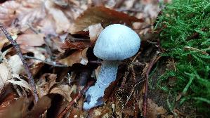 Weissvioletter-Dickfuss_Cortinarius-alboviolaceus_20251003_125324.jpg