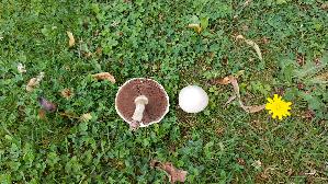 Wiesenchampignon_Agaricus-campestris_20250731_115834.jpg