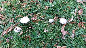 Wiesenchampignon_Agaricus-campestris_20250731_120158.jpg