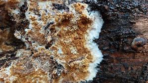 Wilder-Haus--schwamm_Serpula-himantioides_20251116_140517.jpg