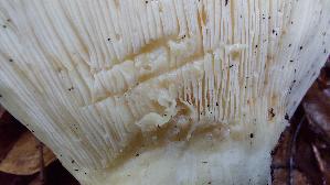 Wolliger-Milchling_Lactarius-vellereus_20250801_121526.jpg