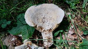 Wolliger-Milchling_Lactarius-vellereus_20250817_135036.jpg