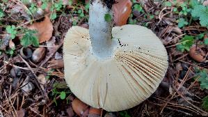 Zedernholz---Taeubling_Russula-badia_20251013_125925.jpg