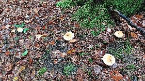 Ziegelgelber-Schleimkopf_Cortinarius-varius_20251007_145339.jpg