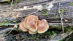 Ziegelroter-Schwefelkopf_Hypholoma-lateritium_20250824_123820.jpg