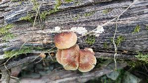 Ziegelroter-Schwefelkopf_Hypholoma-lateritium_20250824_124024.jpg