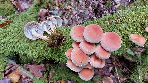 Ziegelroter-Schwefelkopf_Hypholoma-lateritium_20250930_141641.jpg
