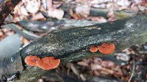 Zinnoberrote-Tramete_Pycnoporus-cinnabarinus_20250728_125521.jpg