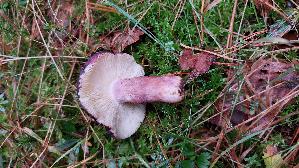 Zitronenblaettriger-Taeubling_Russula-sardonia_20250927_141403.jpg