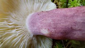 Zitronenblaettriger-Taeubling_Russula-sardonia_20250927_141421.jpg