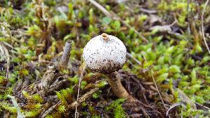 Zitzen---Stielbovist_Tulostoma-brumale_20251113_104001.jpg